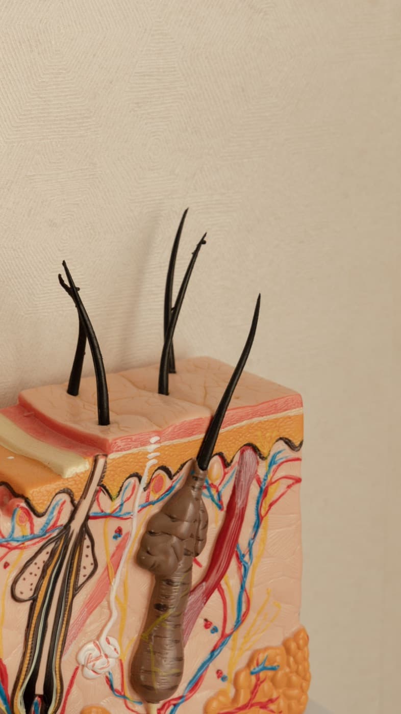Een anatomisch model van de huid met haarzakjes en haren